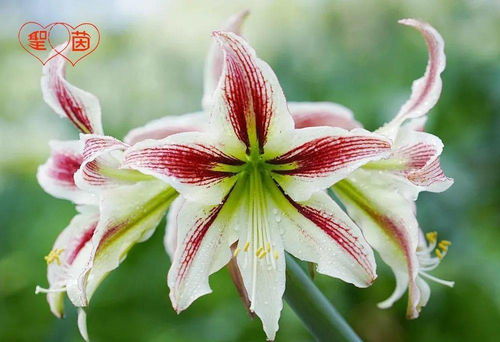 2021招募美麗事業(yè)合伙人 農(nóng)作物種子經(jīng)營(yíng)