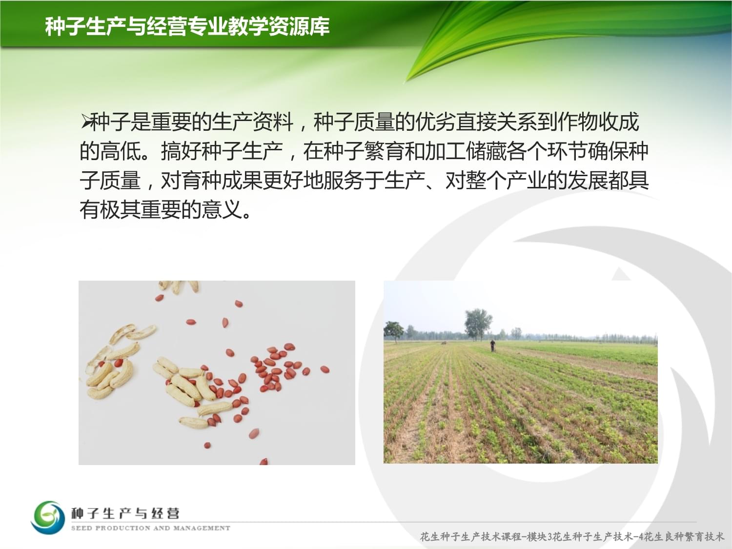 花生種子質(zhì)量分級與計算機軟硬件零售的關(guān)聯(lián)與技術(shù)應(yīng)用